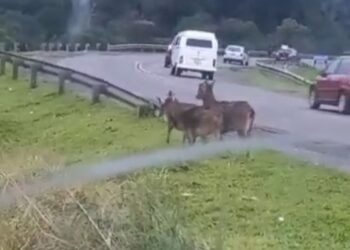 Veados são flagrados na região metropolitana de Curitiba, veja o vídeo