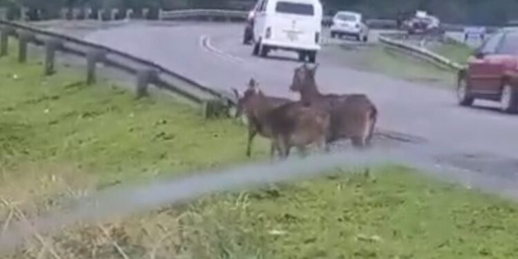 Veados são flagrados na região metropolitana de Curitiba, veja o vídeo