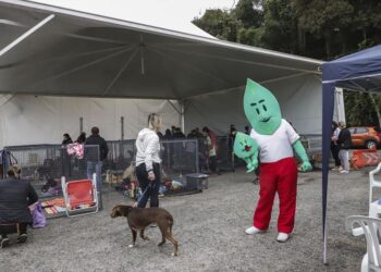Inscrições de cães para adoção no evento Amigo Bicho começam hoje