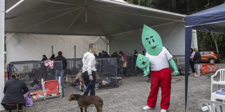 Inscrições de cães para adoção no evento Amigo Bicho começam hoje