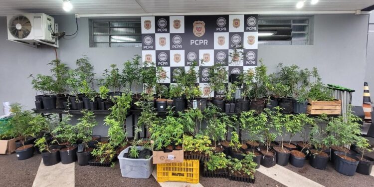 COPE realiza operação em casa de alto padrão no Caiua e detém indivíduos que vendiam maconha gourmet