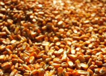 Criança de 6 anos morre soterrada por carga de milho