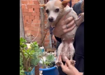 Polícia prende indivíduo suspeito de abusar sexualmente de cachorrinha em Curitiba