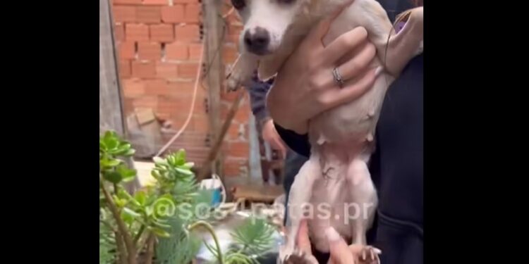 Polícia prende indivíduo suspeito de abusar sexualmente de cachorrinha em Curitiba