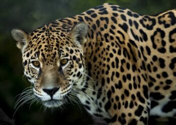 Para salvar os sobrinhos, indígena enfrenta onça-pintada e sobrevive