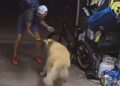 Indivíduo interrompe ato criminoso para fazer carinho em Golden Retriever; Veja o vídeo