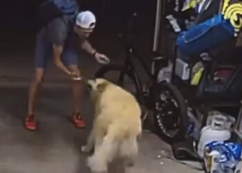 Indivíduo interrompe ato criminoso para fazer carinho em Golden Retriever; Veja o vídeo