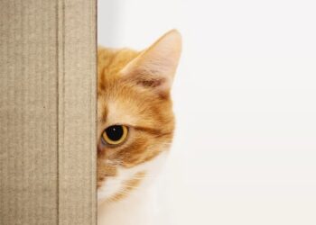 Homem mordido por gato desenvolve infecção bacteriana inédita para a ciência