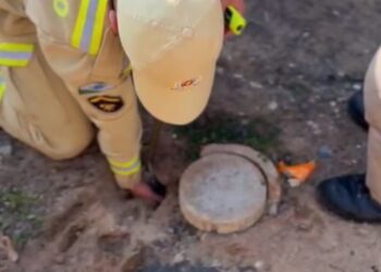 Bombeiros salvam filhotes que caíram na rede de esgoto, no Paraná; Veja o vídeo