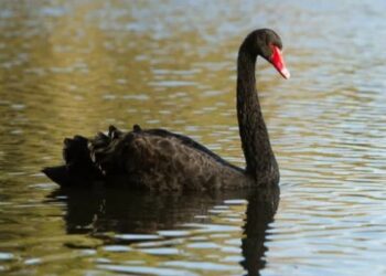 Homem é preso suspeito de matar Cisne-Negro