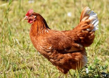 Confusão entre vizinhos por causa de galinha acaba com um preso, no Paraná