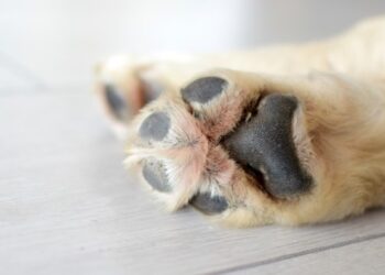 Homem é detido no Paraná por agredir cachorro com chicote