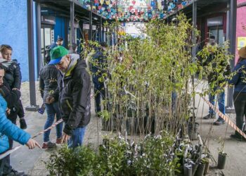 Curitiba festeja Dia da Árvore com distribuição gratuita de 5 mil mudas para a população