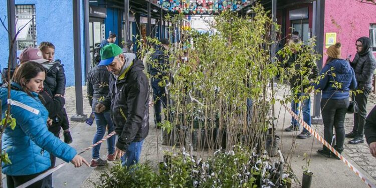 Curitiba festeja Dia da Árvore com distribuição gratuita de 5 mil mudas para a população