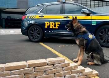 Em 8 meses e meio, PRF já apreendeu mais drogas do que em todo 2022 no Paraná