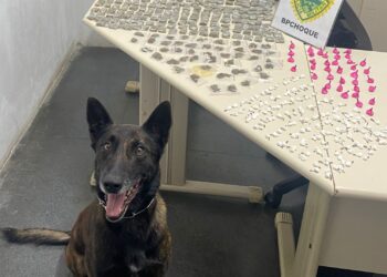 Terror dos Zé Droguinhas, cão de faro Hunter encontra drogas no Parolin