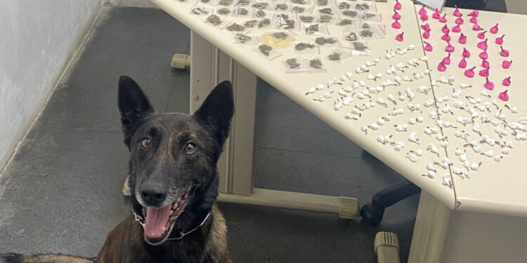 Terror dos Zé Droguinhas, cão de faro Hunter encontra drogas no Parolin
