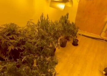 PCPR prende quatro homens e apreende 50 pés de maconha em Curitiba e RMC