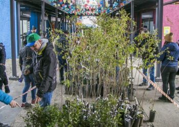 Regionais de Curitiba distribuem gratuitamente 5 mil mudas de árvores; tem pitanga e jabuticaba