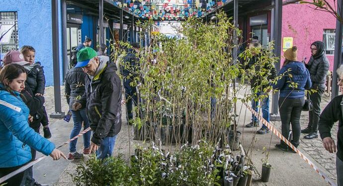 Regionais de Curitiba distribuem gratuitamente 5 mil mudas de árvores; tem pitanga e jabuticaba