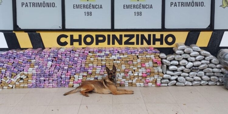 Batalhão de Polícia Rodoviária apreende 550 quilos de maconha e recupera veículo roubado