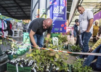 Mudas de árvores nativas e frutíferas serão entregues nas Ruas da Cidadania de Curitiba