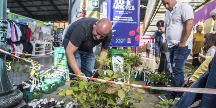 Mudas de árvores nativas e frutíferas serão entregues nas Ruas da Cidadania de Curitiba