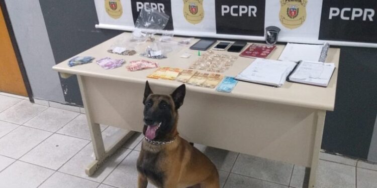 Cão de faro localiza drogas em fundo falso de cadeira, na RMC