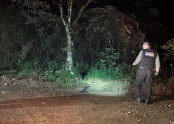 Corpo carbonizado é encontrado às margens da BR-277 na RMC