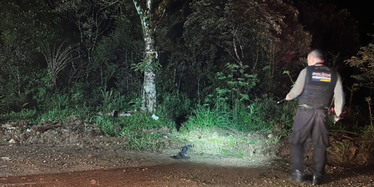 Corpo carbonizado é encontrado às margens da BR-277 na RMC