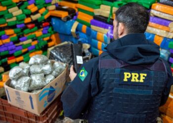 PRF registra recorde histórico! Nunca se apreendeu tanta maconha quanto em 2023 no Paraná
