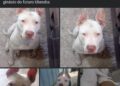 Pitbulls são encontrados com sinais de abuso sexual e decapitados em Curitiba