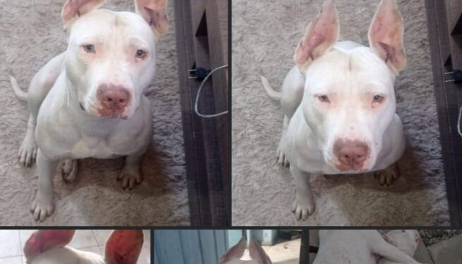 Pitbulls são encontrados com sinais de abuso sexual e decapitados em Curitiba