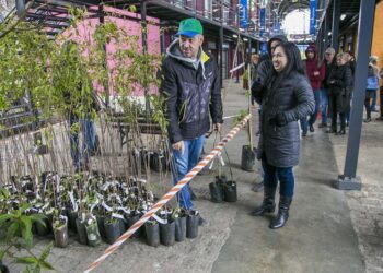 Prefeitura de Curitiba vai distribuir 10 mil mudas de árvores para a população a partir de sexta