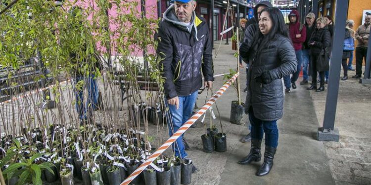 Prefeitura de Curitiba vai distribuir 10 mil mudas de árvores para a população a partir de sexta