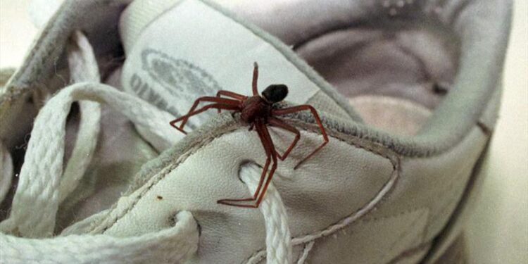 Risco de acidentes com aranha-marrom aumenta nos meses mais quentes