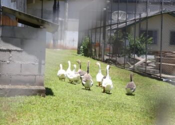 Substituindo cães, gansos ajudam a monitorar detentos em presídio brasileiro de segurança máxima