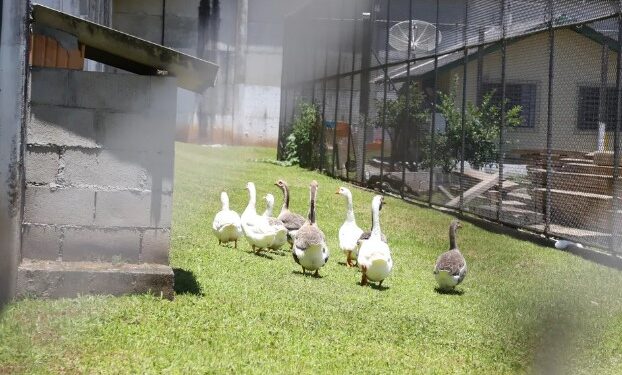 Substituindo cães, gansos ajudam a monitorar detentos em presídio brasileiro de segurança máxima