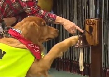 Vídeo: Golden Retriever toca o sino para comemorar final do tratamento contra o câncer