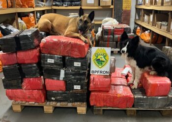 Com auxílio de cães farejadores, Polícia Militar encontra quase 1 tonelada de maconha