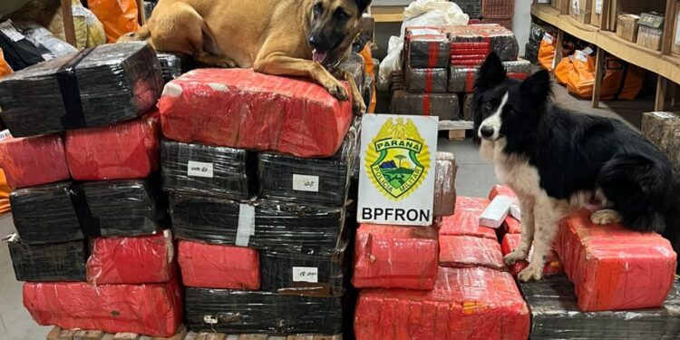 Com auxílio de cães farejadores, Polícia Militar encontra quase 1 tonelada de maconha
