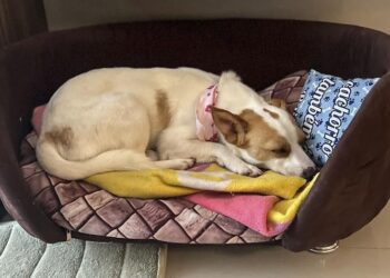 Microchip implantado em evento de adoção da Prefeitura de Curitiba ajuda a encontrar pet perdida