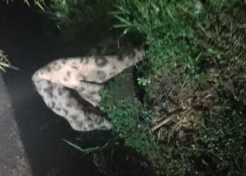 Bombeiros são acionados para resgatar onça e se deparam com cobertor estampado