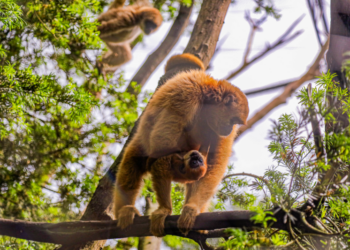 Zoológico de Curitiba tem programação gratuita de férias para os curitibinhas