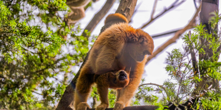 Zoológico de Curitiba tem programação gratuita de férias para os curitibinhas