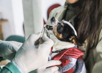 Prefeitura de Curitiba vai oferecer gratuitamente serviços veterinários para cães e gatos de comunidades da CIC