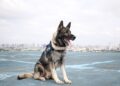 PRF busca tutor para cão policial aposentado