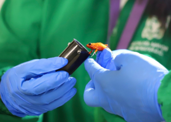 Brasileira é flagrada em aeroporto da Colômbia com 130 sapos venenosos