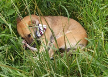 Cãozinho fica ao lado do corpo do dono após homem morrer atropelado na RMC