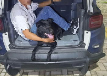 Homem é preso ao ser flagrado abandonando cão na RMC; cachorro está disponível para adoção